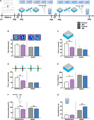 Early Life Stress Induces Different Behaviors in Adolescence and Adulthood May Related With Abnormal Medial Prefrontal Cortex Excitation/Inhibition Balance